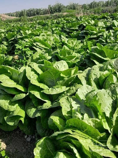 فروش کاهو ایرانی - رومانو