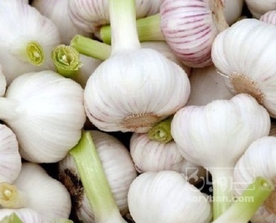 فروش سیر کله نوبرانه تازه