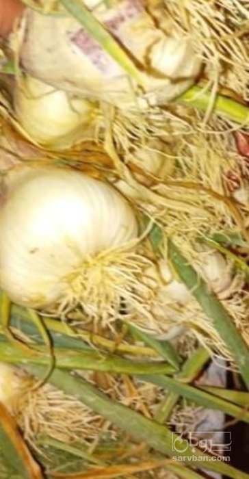 فروش سیر علفی