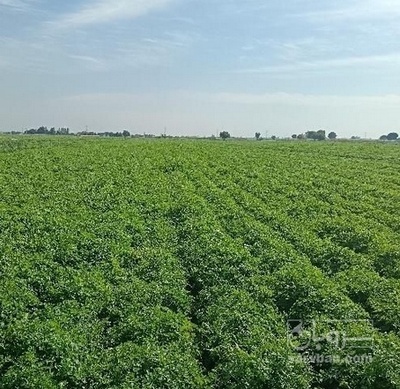 فروش جعفری تازه هکتاری