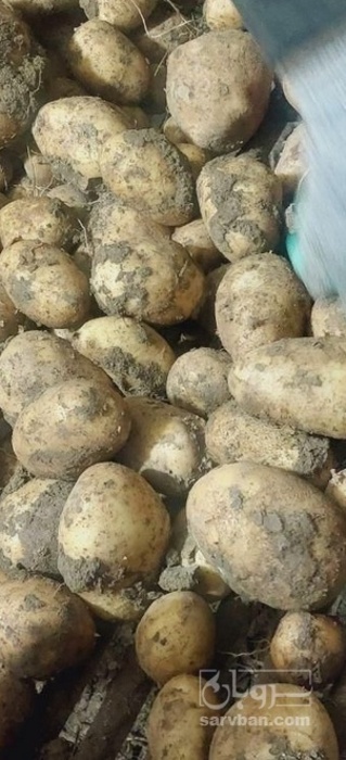 فروش سیب زمینی سوناتا