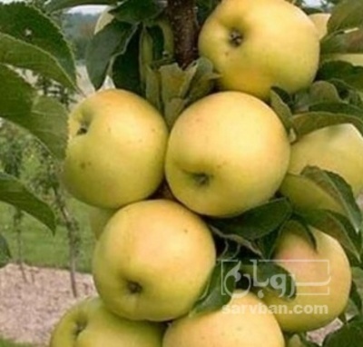 فروش سیب زرد