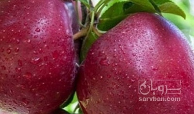 فروش سیب قرمز