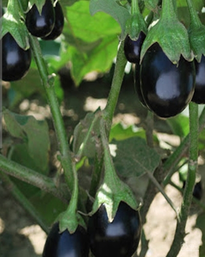 فروش بادمجان