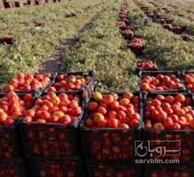 فروش گوجه فرنگی