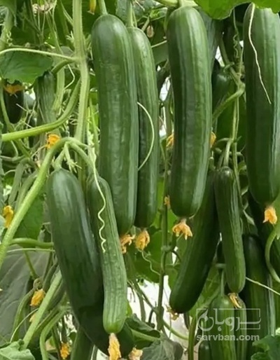 فروش خیار گلخانه ایی