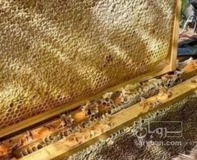 فروش عسل تغذیه