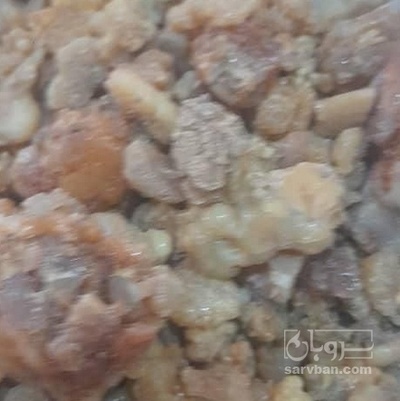 فروش انقوزه تلخ