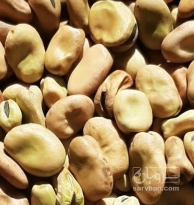 فروش باقلا تازه - باقالی - باقالا