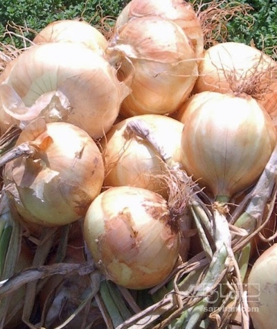 فروش پیاز زرد