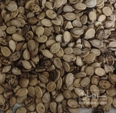 فروش تخمه هندوانه بو داده