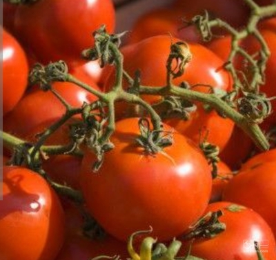 فروش گوجه فرنگی