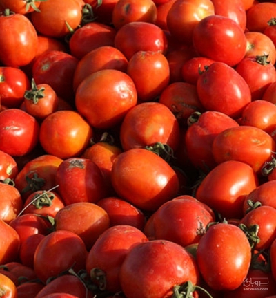 فروش گوجه فرنگی