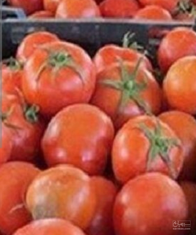 فروش گوجه فرنگی