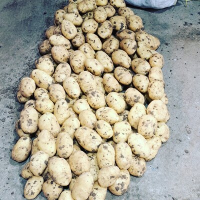 فروش سیب زمینی  بذری