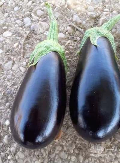 فروش بادمجان