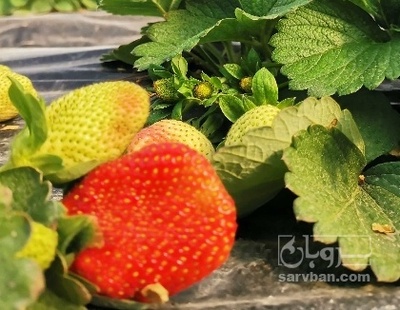 فروش توت فرنگی