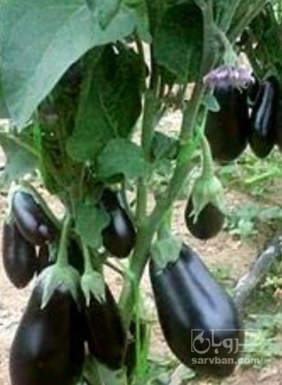 فروش بادمجان