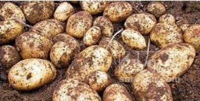 فروش سیب زمینی