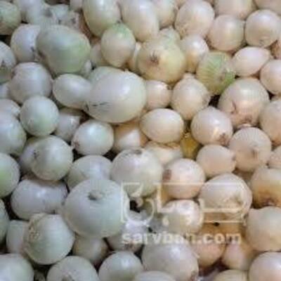 فروش پیازسفید