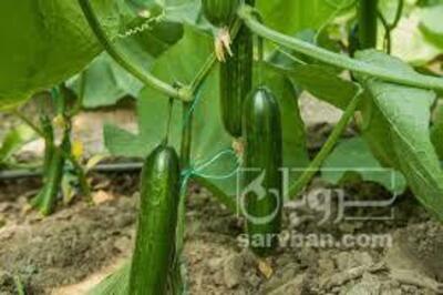 فروش خیارگلخانه ای