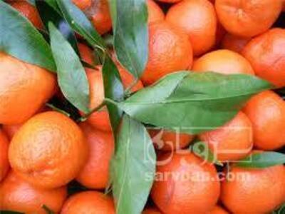 فروش نارنگی