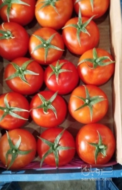 فروش گوجه فرنگی ۴۱۲۹