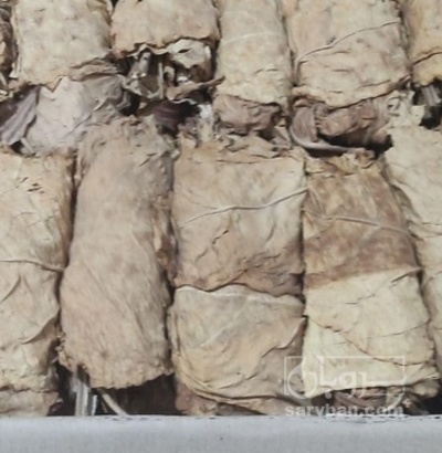 فروش تنباکو کوهی (گیاه‌ دارویی)