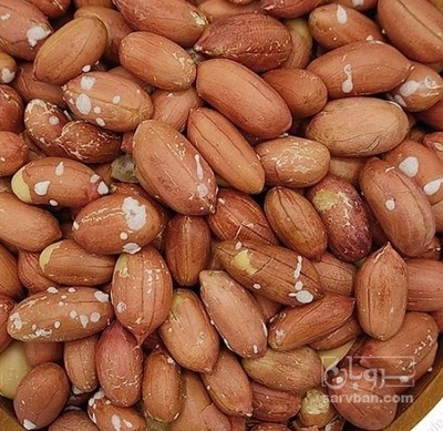 فروش بادام زمینی بی قلاف