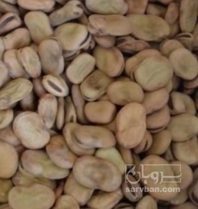 فروش باقلا تازه - باقالی - باقالا