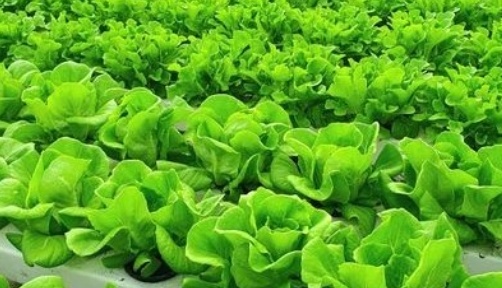 فروش کاهو ایرانی - رومانو