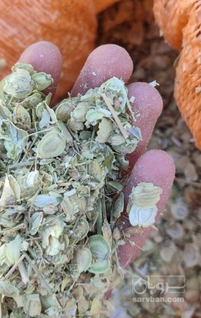 فروش گلپر (گیاه‌ دارویی)