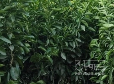 فروش نهال لیمو ترش سنگی