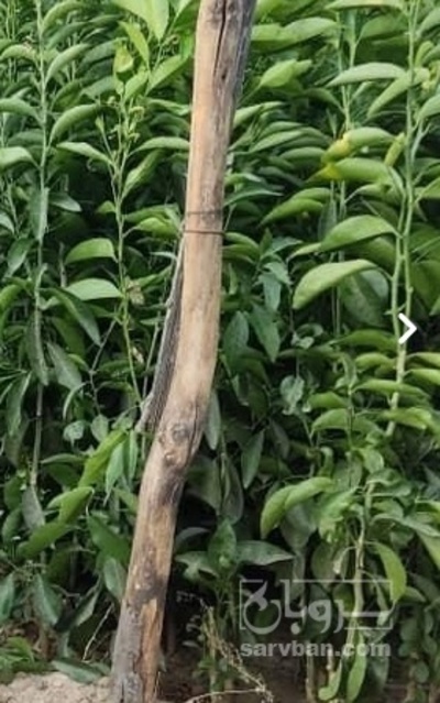 فروش نهال لیمو ترش خارگی
