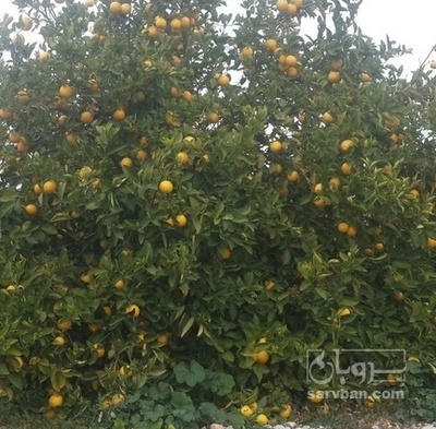 فروش نهال لیمو ترش جهرمی