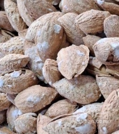 فروش بادام منقا