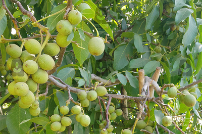 فروش نهال گردو