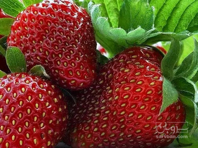 فروش توت فرنگی