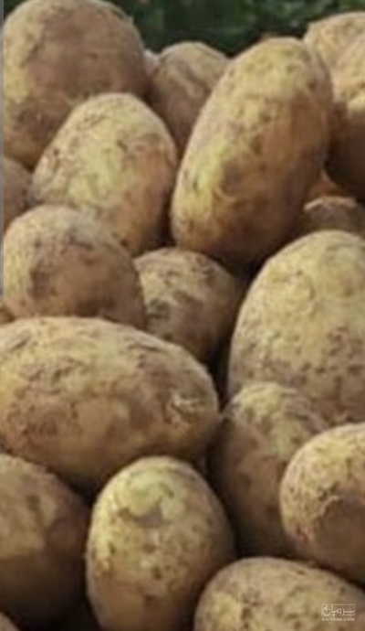 فروش سیب زمینی