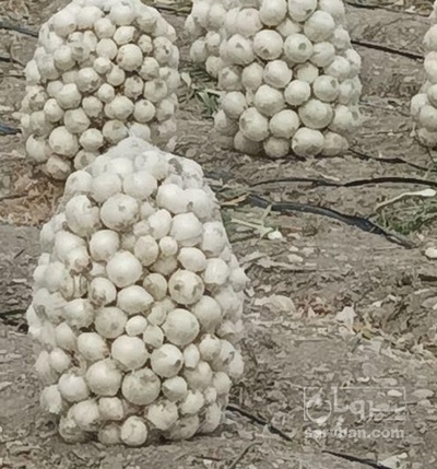فروش پیاز سفید