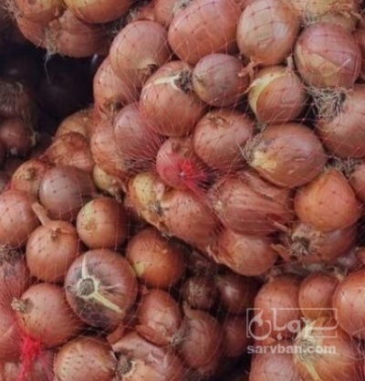 فروش پیاز زرد