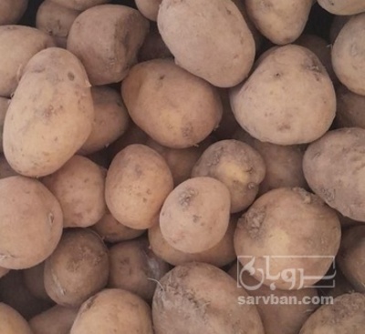 فروش سیب زمینی سانتا