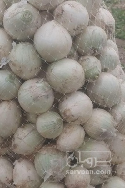 فروش پیاز سفید