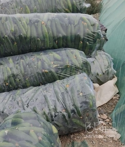 فروش خیار گلخانه ایی
