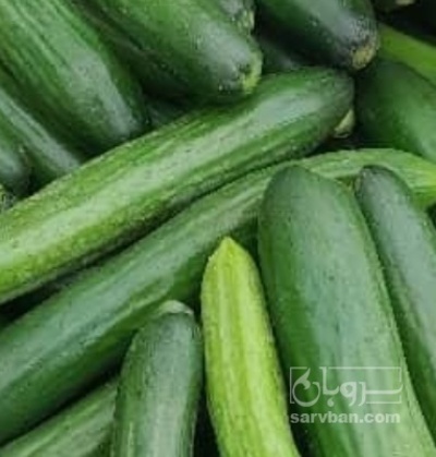 فروش خیار گلخانه ایی