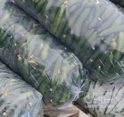 فروش خیار گلخانه ایی