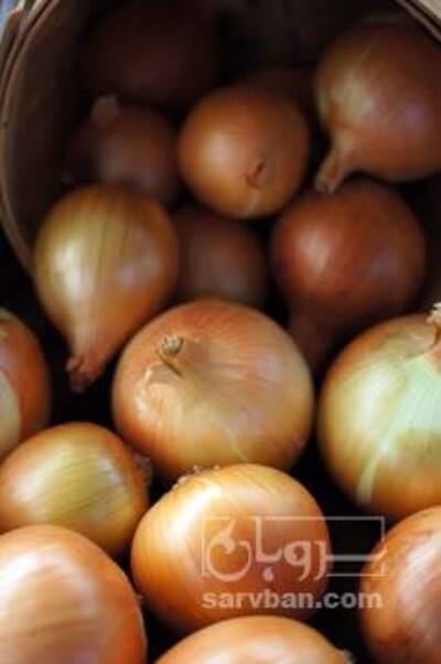 فروش پیاززرد