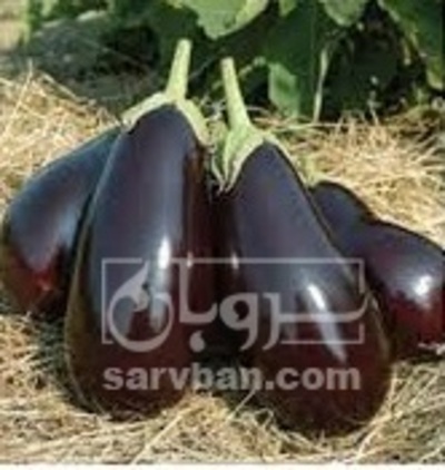 فروش بادمجان لامپی