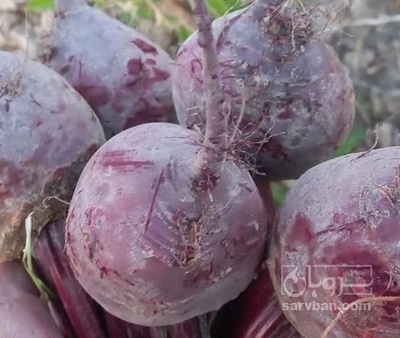 فروش چغندر لبو هکتاری