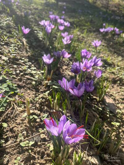 فروش زعفران (گیاه‌ دارویی)